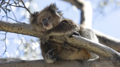 Photo of Koalat në Australi rrezikohen nga klamidia vdekjeprurëse, një ishull mund të jetë shpëtimi i tyre