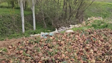 Photo of Në Korçë po hidhen qepët/ Fermerët po flakin në kanale mundin e tyre: Nuk i shitëm dot prodhimet