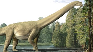 Photo of Dinosaur i ri gjigant i identifikuar nga fosilet në Tajlandë