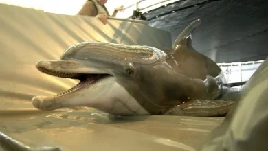 Photo of Delfinë “kamikazë”, plani i Iranit: Do t’i “armatosim” me mina për të sulmuar anijet amerikane