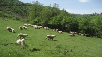 Photo of Shfaqet Lia e Deleve dhe Dhive në Suharekë, ndalohet tregtimi i kafshëve