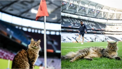 Photo of Foto/ Momenti i veçantë para finales së Europa League, një vizitor i papritur futet në fushë