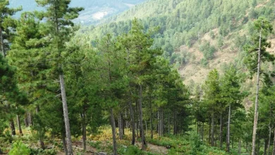 Photo of Nga 1 korriku ndalohet lëvizja në pyje pa leje për shkak të rrezikut nga zjarret