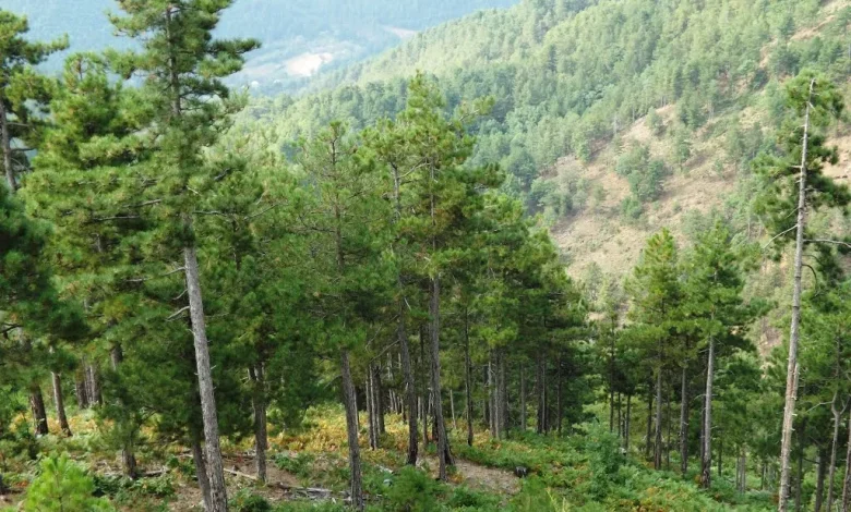 Nga 1 korriku ndalohet lëvizja në pyje pa leje për shkak të rrezikut nga zjarret