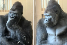 Photo of ‘Vëlla, në emër të të gjithë burrave, të kuptojmë’: Video e një gorille pas një grindjeje me një femër ‘i vë flakën’ internetit