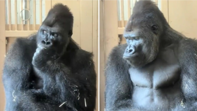 Photo of ‘Vëlla, në emër të të gjithë burrave, të kuptojmë’: Video e një gorille pas një grindjeje me një femër ‘i vë flakën’ internetit