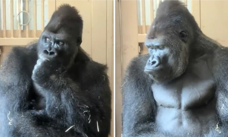  Vëlla  në emër të të gjithë burrave  të kuptojmë   Video e një gorille pas një grindjeje me një femër  i vë flakën  internetit