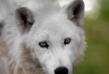 Photo of Skandal në Kopshtin Zoologjik të Shkupit: Ujqërit e bardhë arratisen nga kafazi, mbysin katër kengurë dhe disa shpend të tjerë