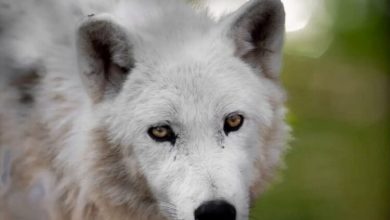 Photo of Skandal në Kopshtin Zoologjik të Shkupit: Ujqërit e bardhë arratisen nga kafazi, mbysin katër kengurë dhe disa shpend të tjerë