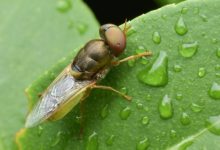 Photo of Shkencëtarët zbulojnë se insektet e dallojnë orën falë lagështisë