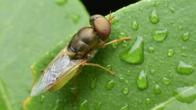 Photo of Shkencëtarët zbulojnë se insektet e dallojnë orën falë lagështisë