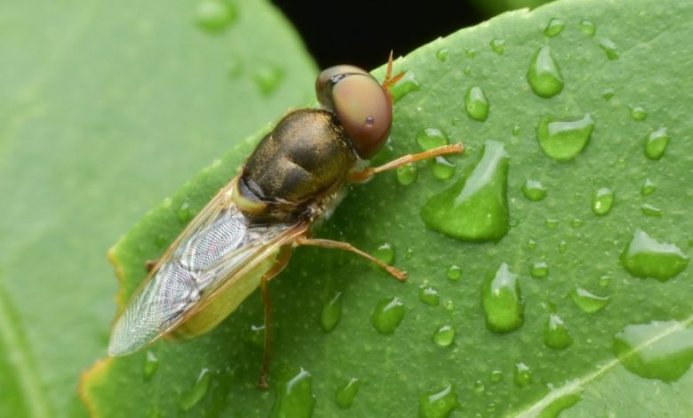 Shkencëtarët zbulojnë se insektet e dallojnë orën falë lagështisë
