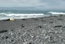 Photo of ‘Shpërthen’ gripi i shpendëve në Antarktidë, ngordhin mbi 13 mijë foka, pinguinë dhe zogj