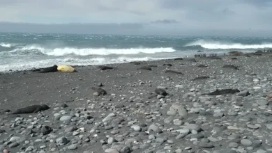 Photo of ‘Shpërthen’ gripi i shpendëve në Antarktidë, ngordhin mbi 13 mijë foka, pinguinë dhe zogj