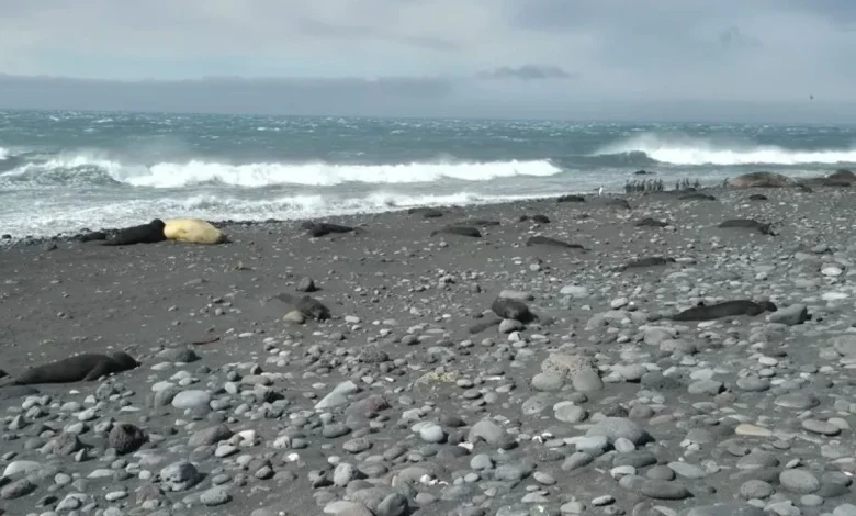  Shpërthen  gripi i shpendëve në Antarktidë  ngordhin mbi 13 mijë foka  pinguinë dhe zogj
