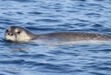 Photo of Një nga speciet më të rrezikuara në botë, foka Monaka rikthehet në Gjirin e Orikumit