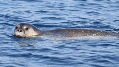 Photo of Një nga speciet më të rrezikuara në botë, foka Monaka rikthehet në Gjirin e Orikumit