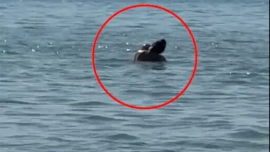 Photo of Video (+18): Çifti filmohen duke bërë seks në plazhin e Durrësit