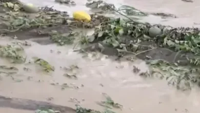 Photo of Vërshimet në Rahovec shkaktojnë dëme të mëdha në bujqësi