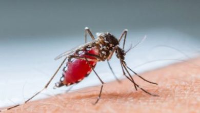 Photo of Dy raste të etheve të Nilit Perëndimor në Klinikën për sëmundje infektive në Shkup