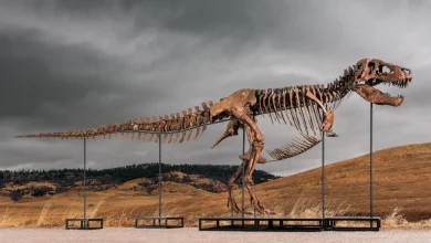 Photo of Skeleti i dinosaurit Tyrannosaurus rex, më i shtrenjtë i shitur ndonjëherë