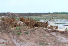 Photo of Stuhia shkatërron të mbjellat në Haraçinë, banorët kërkojnë ndihmë