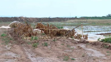 Photo of Stuhia shkatërron të mbjellat në Haraçinë, banorët kërkojnë ndihmë