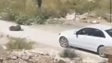 Photo of Gruaja nga Maqedonia me veturë vrau brutalisht një qen në Mal të Zi! Tentoi të arratisej, por u kap në kufi