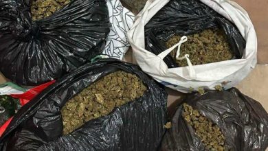 Photo of Lufta kundër drogës: Për një muaj janë sekuestruar mbi 43 kg marihuanë, janë arrestuar 241 persona