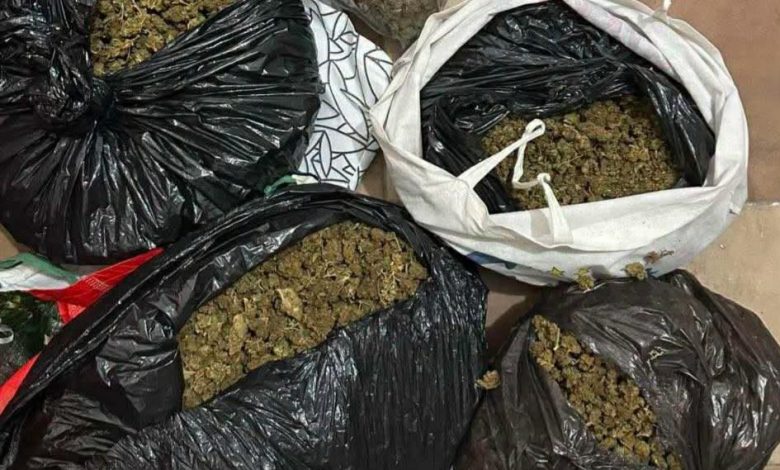 Lufta kundër drogës  Për një muaj janë sekuestruar mbi 43 kg marihuanë  janë arrestuar 241 persona