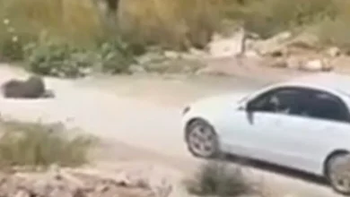 Photo of 30 ditë paraburgim për shtetasen e Maqedonisë së Veriut që shtypi një qen, e më pas tentoi të largohej nga Mali i Zi