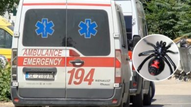 Photo of Një 61-vjeçare nga Velesi kafshohet nga merimanga “vejusha e zezë”, mjekët thonë se nuk mbajnë mend rast të tillë prej katër dekadash