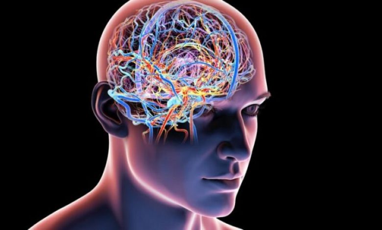 Shkencëtarët kombinojnë dy vitamina  krijohet një përbërje që mund të ndihmojë rigjenerimin e trurit