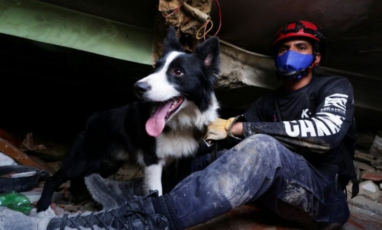 Një qen i braktisur u bë heroi i Venezuelës  Historia e qenit  Cunami   shpresa që lindi nga rrënojat