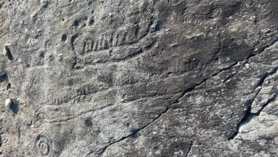 Photo of Analiza e gdhendjeve të lashta në shkëmb sugjeron se komunitetet e Epokës së Bronzit në Europë ishin më të lidhura nga sa mendohej