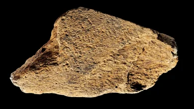 Photo of Çekiçi prej kocke elefanti 500,000-vjeçar tregon se njerëzit e lashtë ishin mjeshtër të veglave