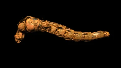 Photo of Larvat e insekteve që zhyten mbi 200 metra dhe sfidojnë presionin ekstrem të ujit