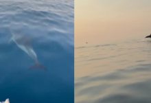 Photo of Delfinët “pushtojnë” Gjirin e Vlorës, spektakël i rrallë për turistët në udhëtimin drejt Sazanit