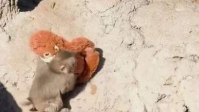Photo of Ditëlindja e Punch, majmuni që pushtoi internetin feston 1-vjetorin në kopshtin zoologjik japonez