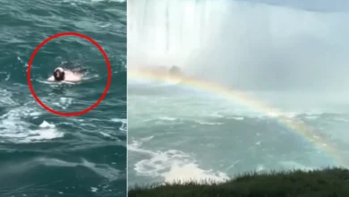 Photo of Burri rrëmbehet nga rrjedha e ujit në ujëvarat e Niagarës, i mbijeton rënies nga një lartësi prej 52 metrash (Video)