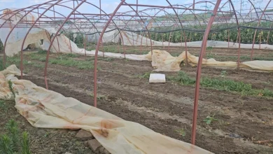 Photo of Moti i keq godet Mamushën, dëmtohen serat ku prodhohet pjesa më e madhe e perimeve të Kosovës