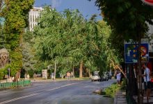 Photo of NP “Parqe dhe Gjelbërime” apel qytetarëve: Mos parkoni automjetet nën pemë për shkak të motit të lig