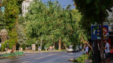 Photo of NP “Parqe dhe Gjelbërime” apel qytetarëve: Mos parkoni automjetet nën pemë për shkak të motit të lig