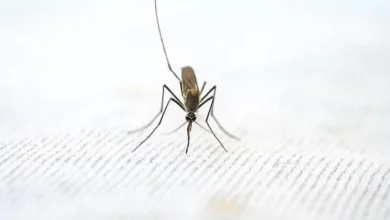Photo of “Virusi i Nilit Perëndimor” është konfirmuar në 6 shtete, mes tyre edhe në Maqedoni