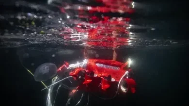 Photo of Nis gara e sistemeve nënujore pa pilot në TEKNOFEST Atdheu Blu