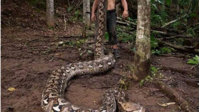 Photo of Tragjedi në Indonezi: Pitoni gjigant gëlltit nënën e katër fëmijëve