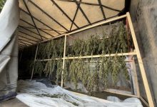 Photo of Zbulohet plantacion i madh kanabisi në Lucernë, arrestohen dy shqiptarë