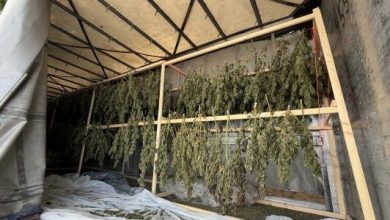 Photo of Zbulohet plantacion i madh kanabisi në Lucernë, arrestohen dy shqiptarë