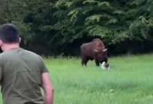 Photo of Pamje dramatike: Bizoni evropian ‘sulmon’ turistin në Poloni