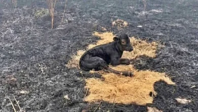 Photo of Zjarrfikësit e Shkupit shpëtuan një viç nga zjarri i madh në malin e Kitkës